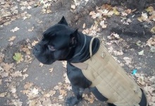 Український пес-розвідник відгриз собі лапу, щоб не потрапити у полон