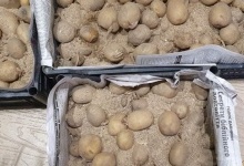 Час ставити ранню картоплю на пророщування