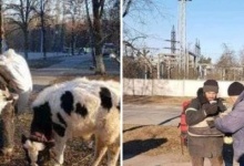 Українець втік від окупантів пішки з двома коровами