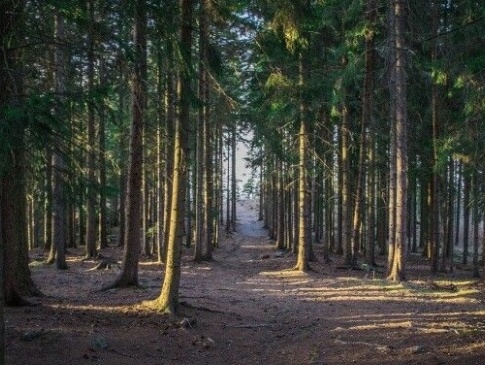 У районі на Волині людям заборонили ходити до лісу