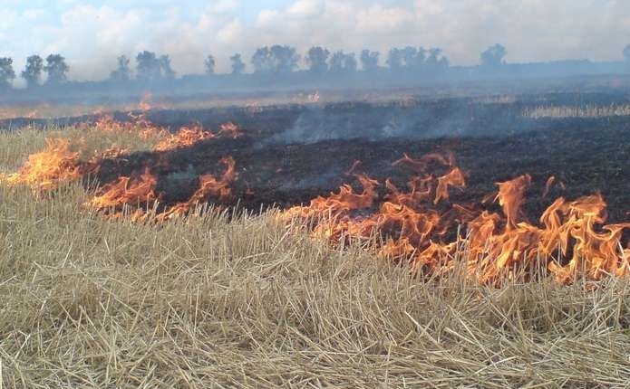 На Волині за тиждень через паліїв трави сталося 120 пожеж
