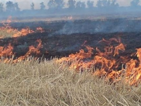 На Волині за тиждень через паліїв трави сталося 120 пожеж