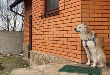 На Київщині собака вже місяць на порозі будинку чекає викрадену кадирівцем хазяйку (фото, відео 16+)