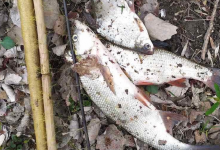 У Луцьку браконьєра за 3 рибини оштрафували на 5 тисяч