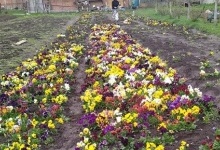 У селі на Львівщині придумали оригінальний квітковий бізнес