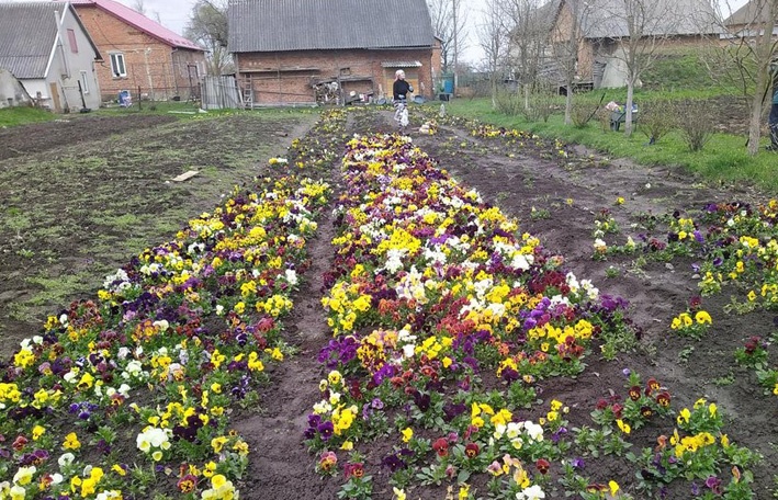 У селі на Львівщині придумали оригінальний квітковий бізнес