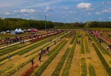 Волинський фестиваль тюльпанів відбудеться попри війну