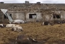 Хроніки окупації: у захопленому селі росіяни розстрілювали корів з автомата і смажили у церкві шашлики