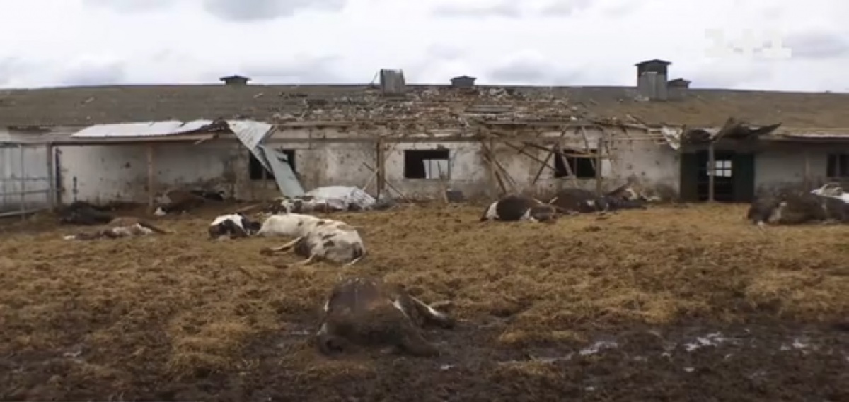 Хроніки окупації: у захопленому селі росіяни розстрілювали корів з автомата і смажили у церкві шашлики
