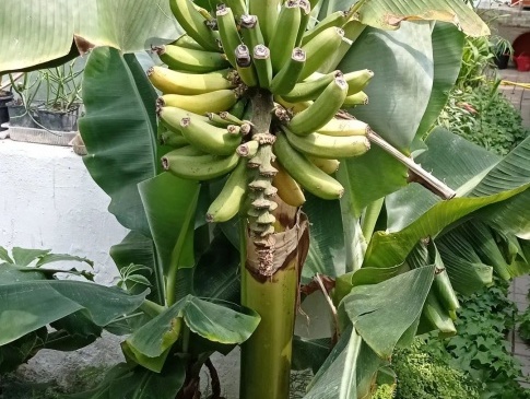 На Волині виростили банани