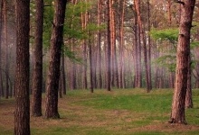 На Волині у державну власність повернули ліс вартістю 18 мільйонів гривень