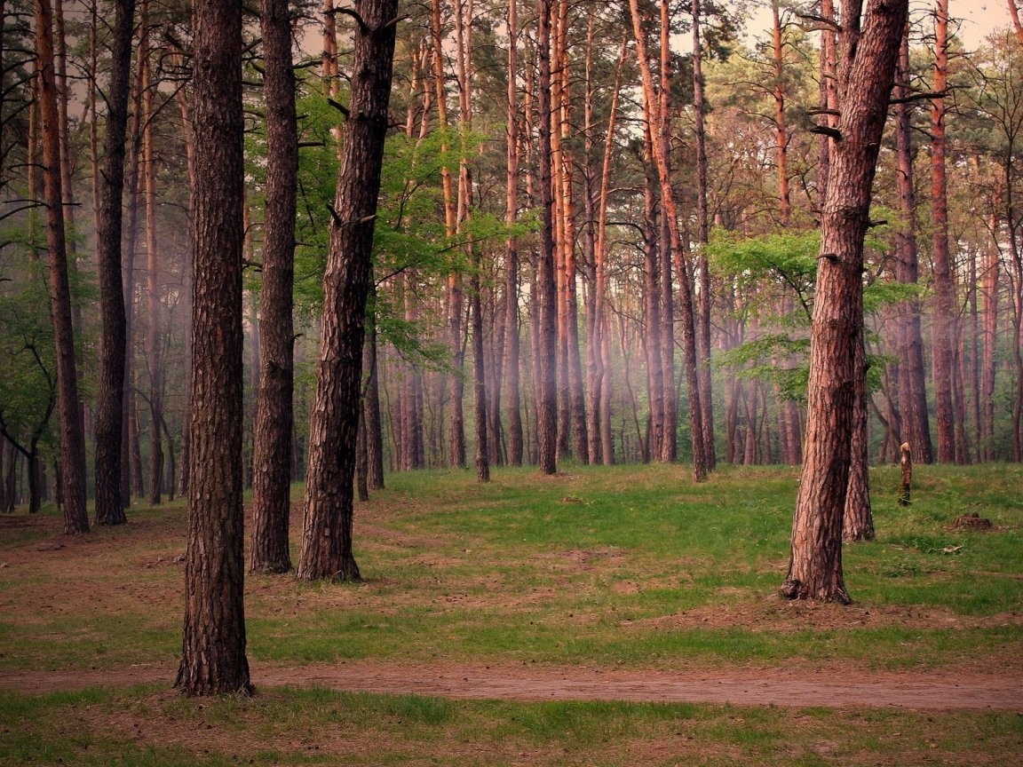На Волині у державну власність повернули ліс вартістю 18 мільйонів гривень