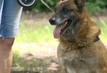 Від прикордонників Білорусі до поляків втретє втік службовий пес