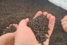 Уряд Канади передав Україні 140 тонн насіння гречки сорту Собо