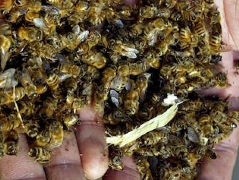 У селі під Луцьком вимерли бджоли