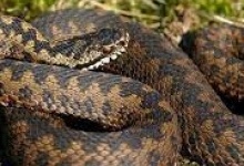 На Закарпатті змія заповзла на подвір’я і вкусила немовля
