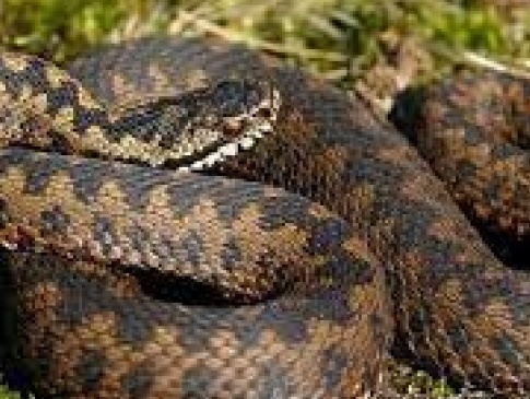 На Закарпатті змія заповзла на подвір’я і вкусила немовля