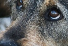 Волинянину, який жорстоко вбив собаку, оголосили підозру