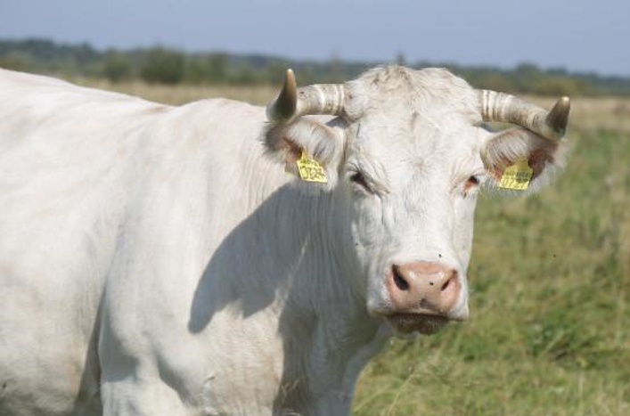 На волинській фермі худоба за день набирає до півтора кілограма ваги