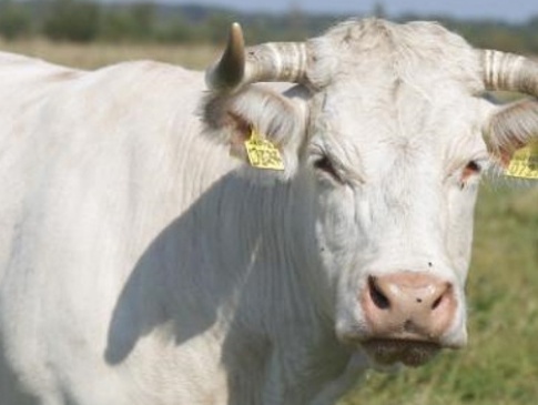 На волинській фермі худоба за день набирає до півтора кілограма ваги