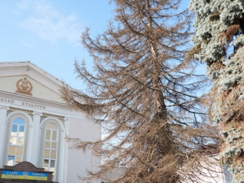 На головній площі Луцька знесуть старі дерева (фото)