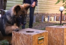 Подружжя з Житомирщини вчить собак шукати вибухівку і передає псів армії