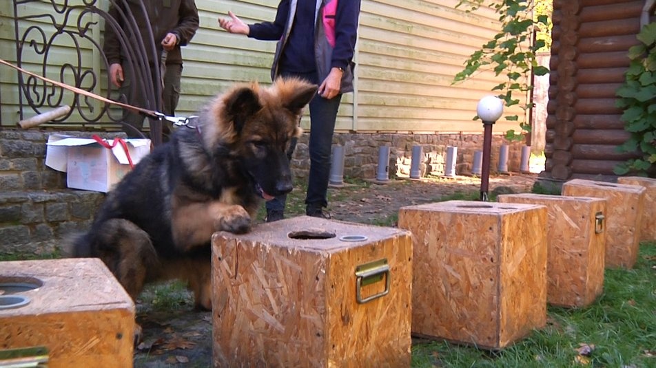 Подружжя з Житомирщини вчить собак шукати вибухівку і передає псів армії