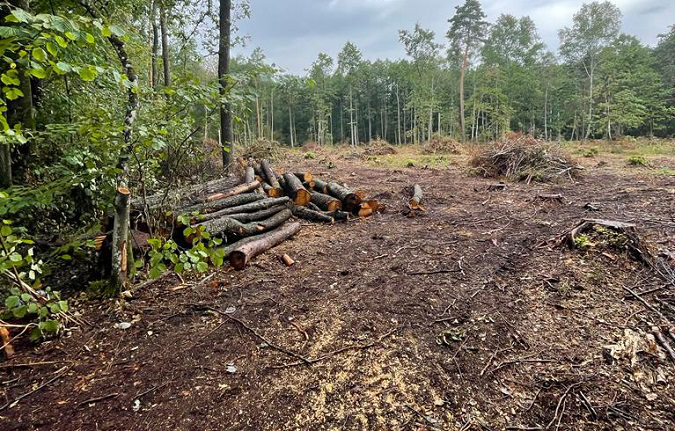 На Волині лісівник дозволив незаконну рубку дерев на 777 тисяч гривень