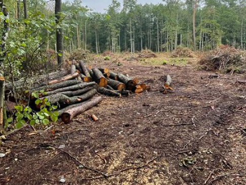 На Волині лісівник дозволив незаконну рубку дерев на 777 тисяч гривень