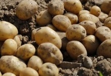На Волині зібрали понад мільйон тонн картоплі