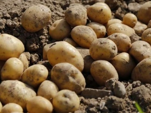 На Волині зібрали понад мільйон тонн картоплі