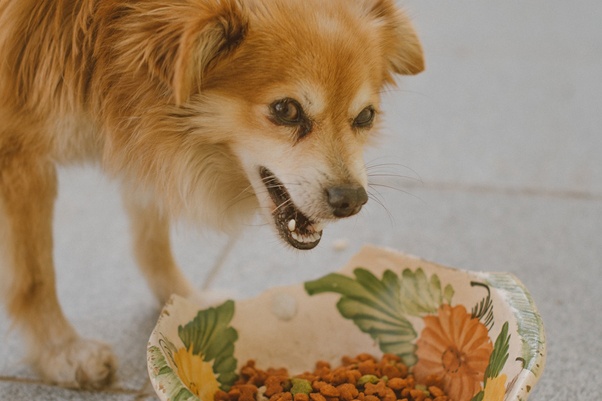 Годування собаки: чому не варто давати їжу, як заслугу