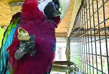 У Луцькому зоопарку папугу навчили вітатися «Слава Україні!»