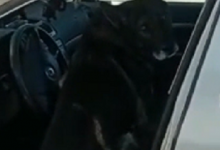 На Волині службовий пес знайшов марихуану в авто поляка
