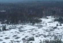 На Волині фірма з Одеси ріже кілька гектарів молодого лісу (відео)