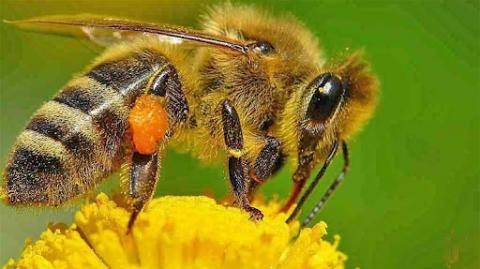 Поблизу Луцька власників пасік просять сховати бджіл