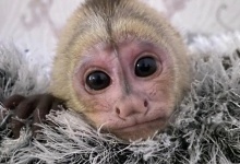 У Луцькому зоопарку виходили мавпеня, від якого відмовилася мама (фото)