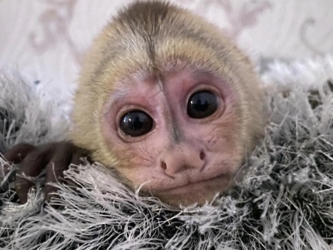 У Луцькому зоопарку виходили мавпеня, від якого відмовилася мама (фото)
