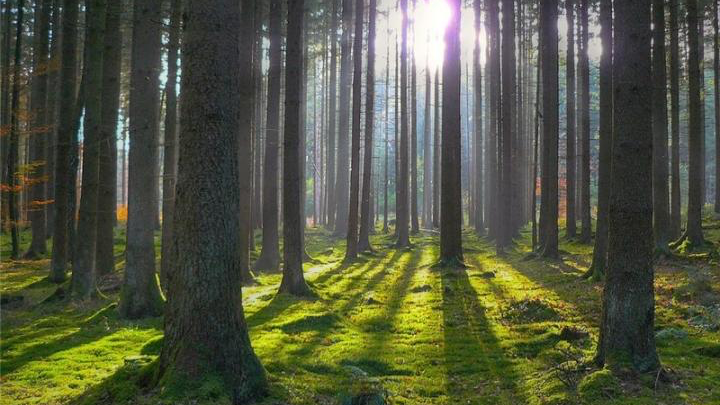 На Волині понад 27 гектарів лісу повернули у власність держави