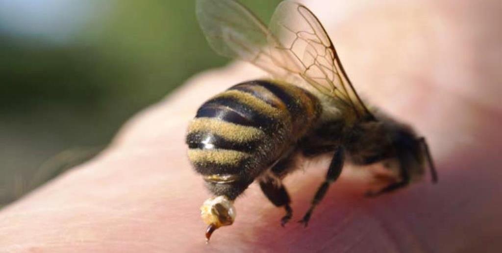 Власник пасіки виплатить велику компенсацію за укус бджоли