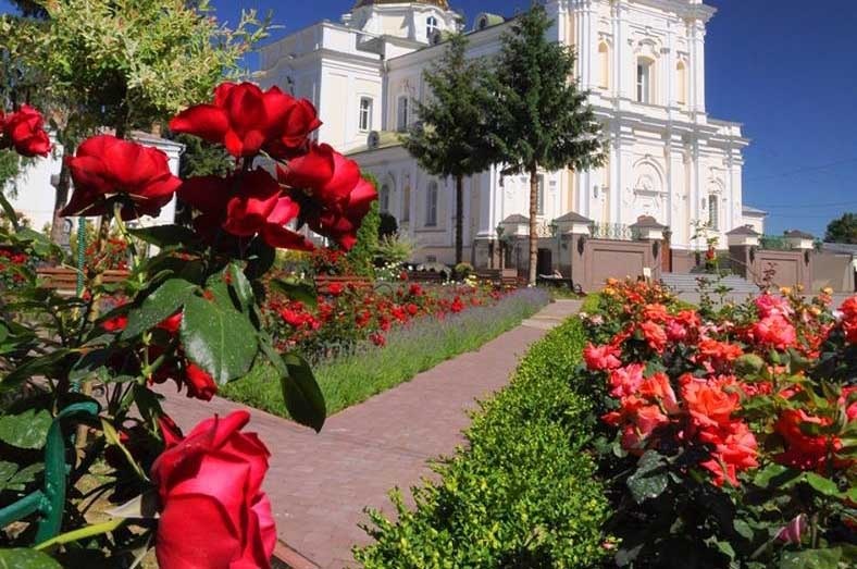 Біля собору у Луцьку квітнуть тисячі троянд 50 різних сортів