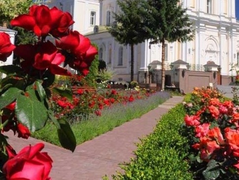 Біля собору у Луцьку квітнуть тисячі троянд 50 різних сортів