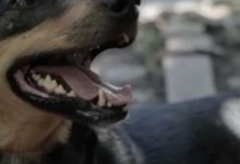 Собака Жужа врятувала волинських бійців в Бахмуті