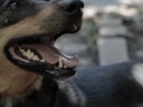 Собака Жужа врятувала волинських бійців в Бахмуті