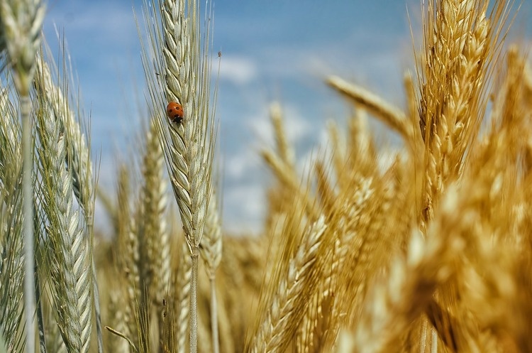 Польща не дозволить торгувати зерном  з України: різка заява від прем'єра