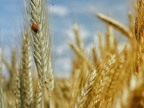 Польща не дозволить торгувати зерном  з України: різка заява від прем'єра