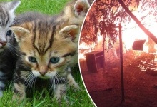 Десятки котів загинули у Києві в пожежі у «Котохаті»