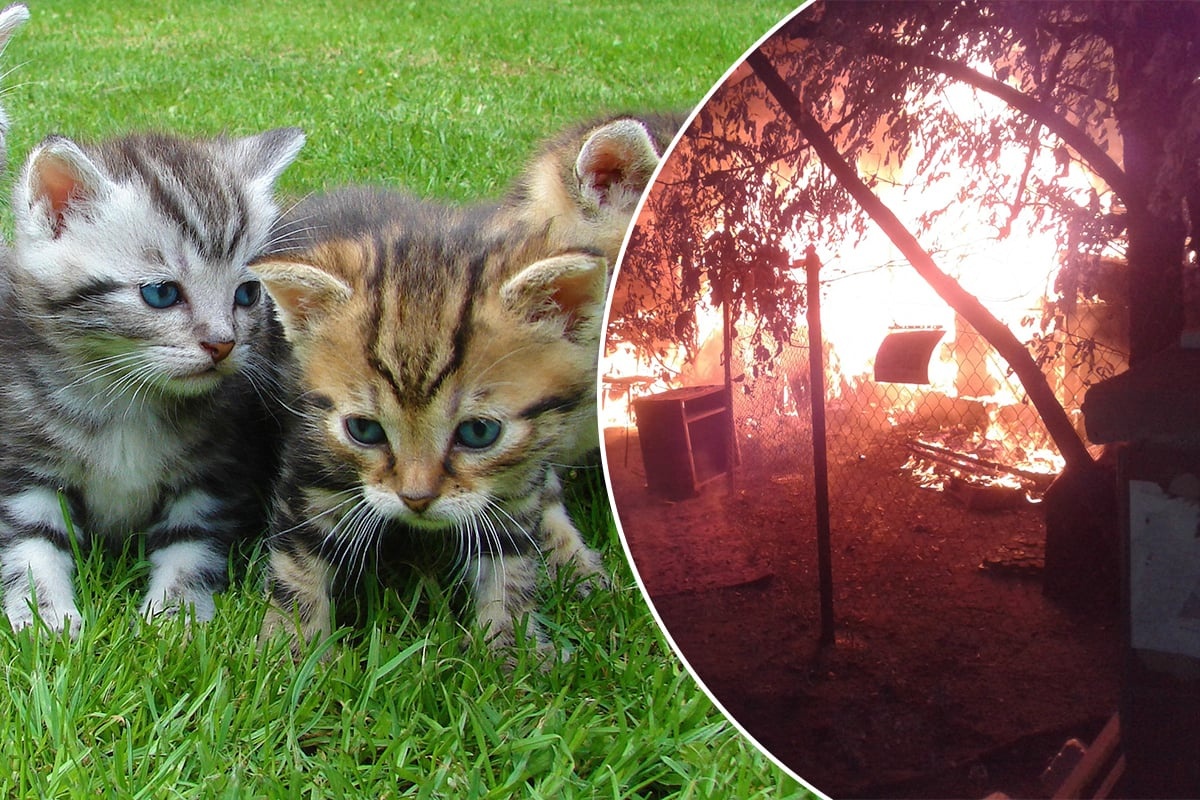 Десятки котів загинули у Києві в пожежі у «Котохаті»