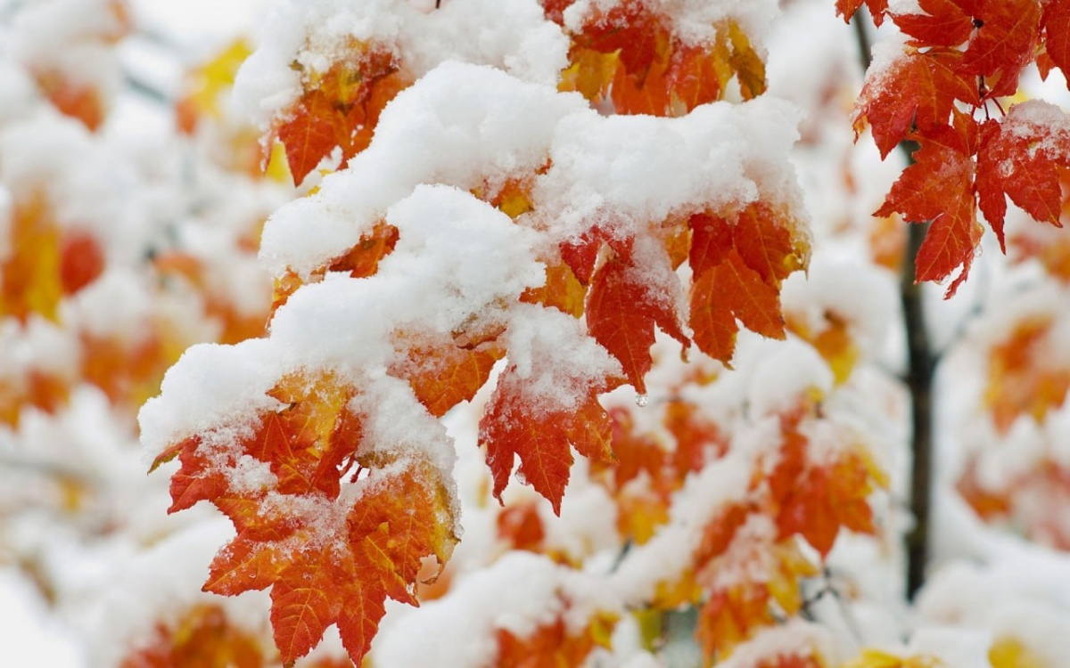 Із дощами, грозами та навіть снігом: якою буде погода в Україні 23-29 жовтня 2023