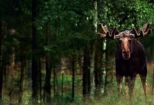 «Занесені до Червоної книги України»: на Волині браконьєри вбили зубра, оленя і лося